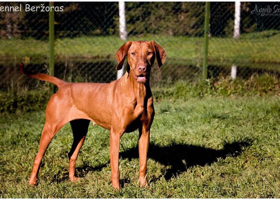 14716093_606331946206532_3885891508305015932_n